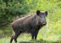 En defensa de su monumento natural, la Provincia autoriza la caza de jabalíes