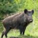 En defensa de su monumento natural, la Provincia autoriza la caza de jabalíes