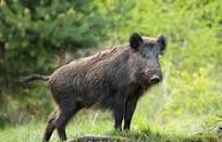 En defensa de su monumento natural, la Provincia autoriza la caza de jabalíes