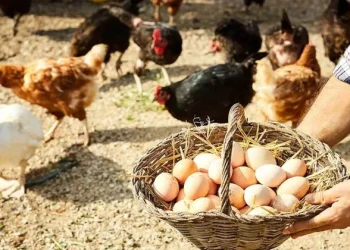 «Somos campeones mundiales en consumo de huevo»: destacan que Argentina superará los 400 huevos por habitante este año