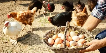 «Somos campeones mundiales en consumo de huevo»: destacan que Argentina superará los 400 huevos por habitante este año
