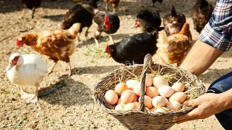 «Somos campeones mundiales en consumo de huevo»: destacan que Argentina superará los 400 huevos por habitante este año