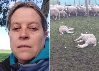 Pumas, mortandad de lanares y una preocupación que crece en los campos de Juan N. Fernández