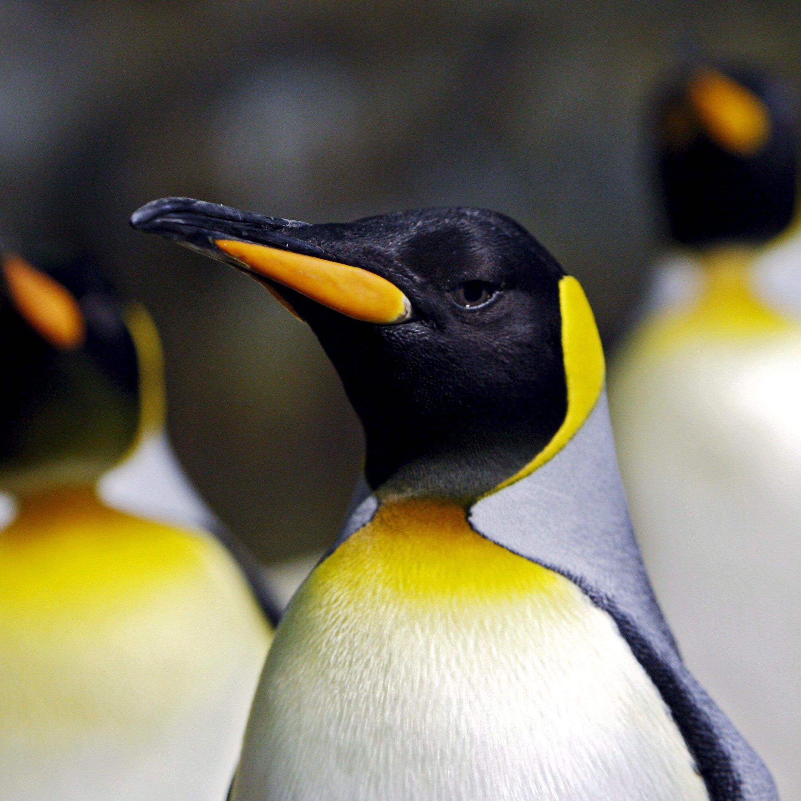 Cuál es la especie de pingüinos más grande del mundo y por qué cayó su reproducción