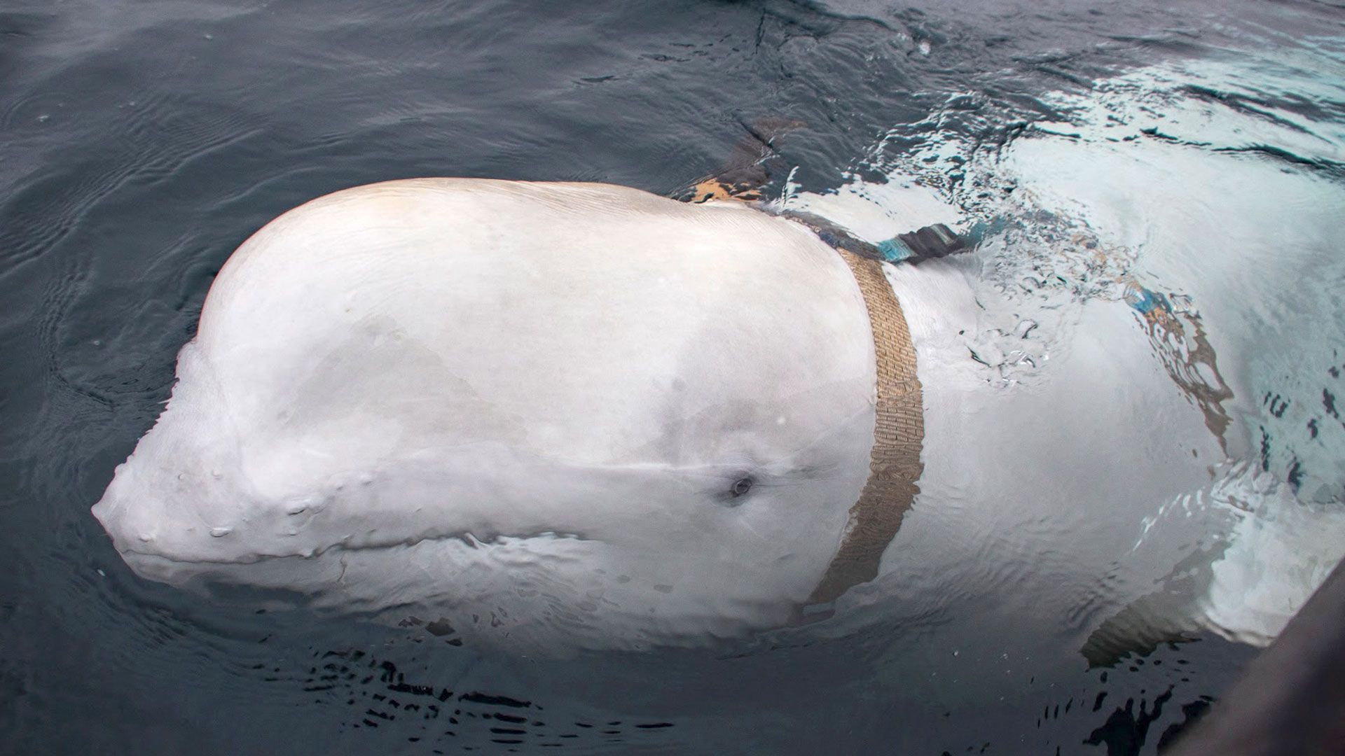 Hvaldimir, la supuesta ballena espía rusa, fue avistada en las costas de Suecia